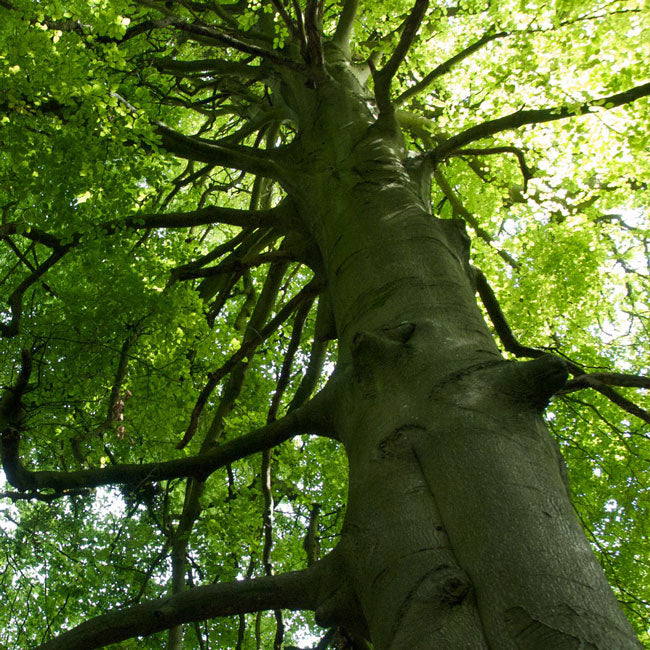 Trees Water People